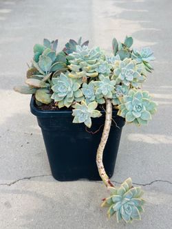 Succulents plants 🪴