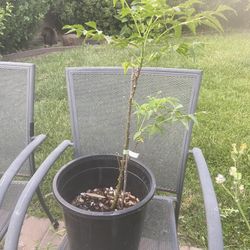 Neem Tree