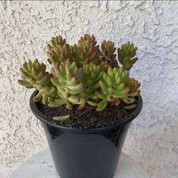 1.5 Gallon Pot Succulent Plant - Sedum Rubrotinctum - Sedum Aurora Pink Jelly Bean - Rooted & Established- Drought Resistant - 🪴 