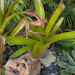 Aechmea Orangeade