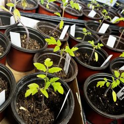 Tomato & Pepper Starter Plants