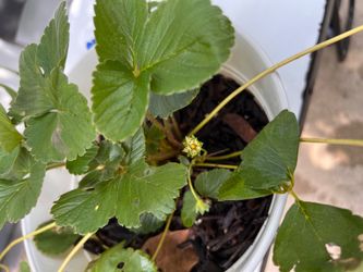Strawberry plant