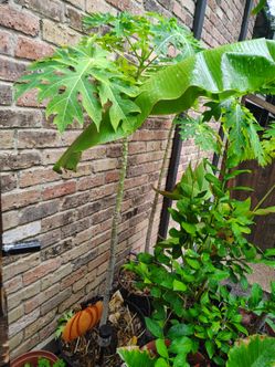 Papaya plant