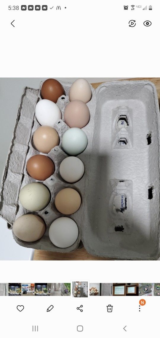 $7 Dozen Fresh Farm Eggs (Free Range)