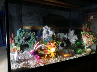 Aquarium And Decorations