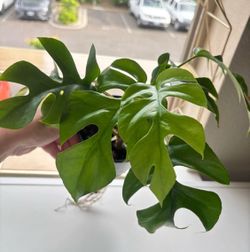 Monstera Minima