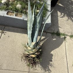 Free Agave And Succulents