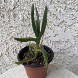 3 Inch Pot Succulent Plant - Ground Covering Succulent Plant - Carpobrotus - Ice Plant - Rooted & Established - Beautiful Flowers - 🪴- Drought Resist