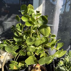 Chinese money plant