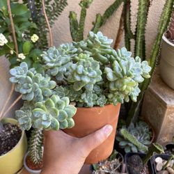 Succulents Pot
