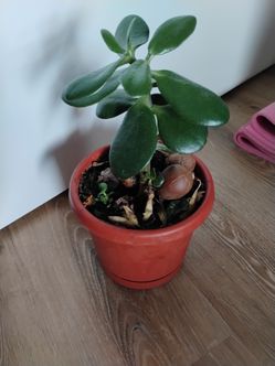 Jade plant (Yes, it's Available)
