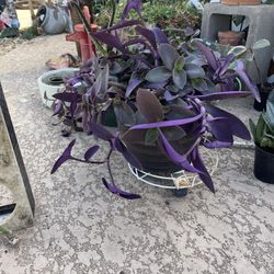 3 Gallon Tradescantia Mix