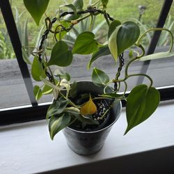 Silver Stripe Philodendron 