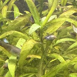 Mystery Snail Decoration