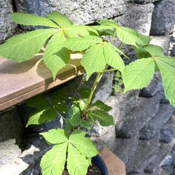 🐿️🪴 Well Established Young Horse Chestnut Trees About 2'-2.5'H.