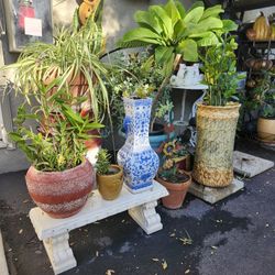 ☘️🌵☘️🌵☘️🌵 Plant Sale