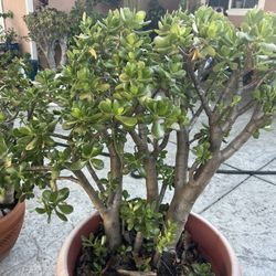Big Jade Plant 