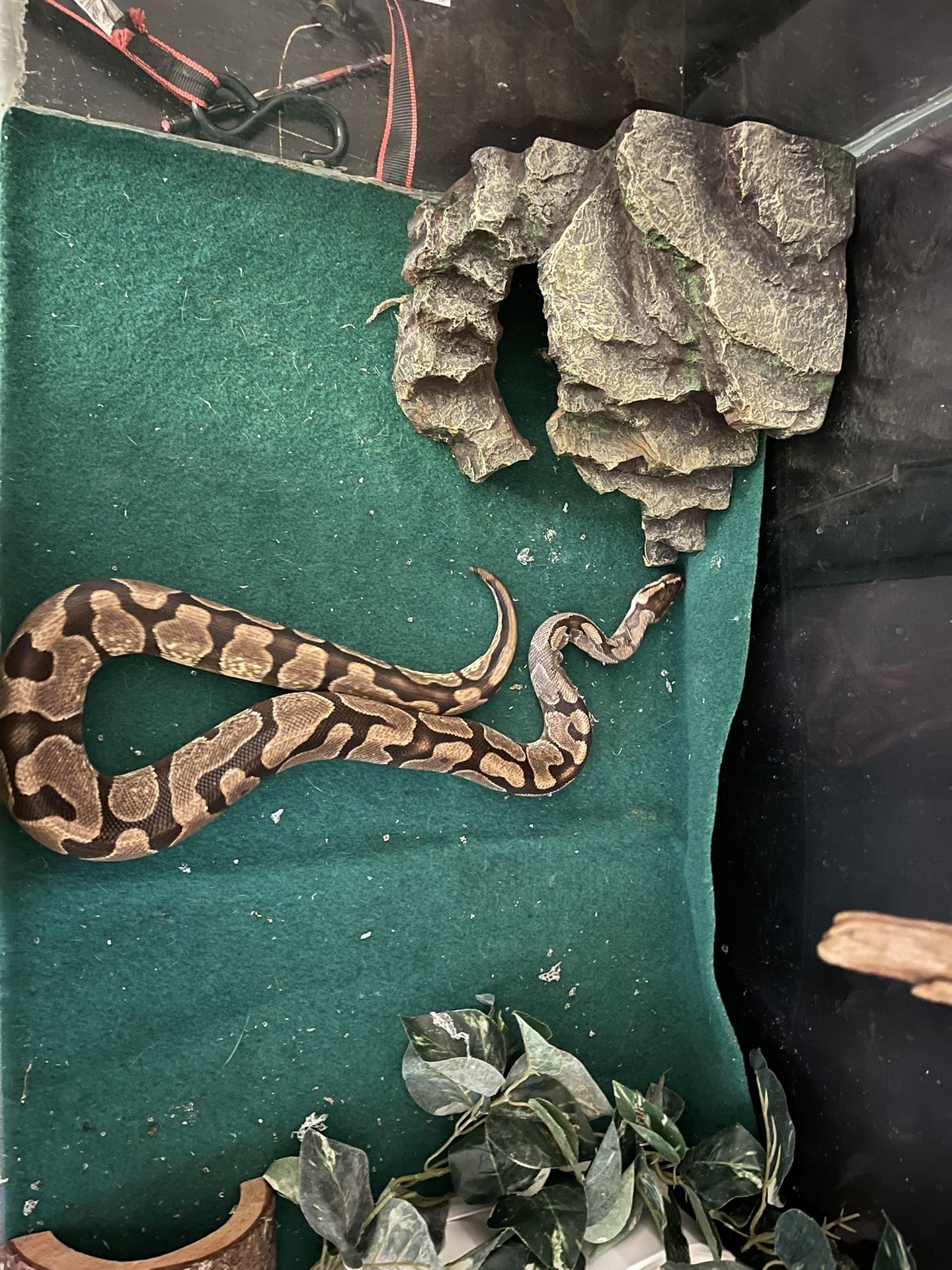 Ball Python Morph Snake