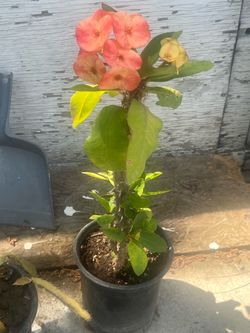 Plant