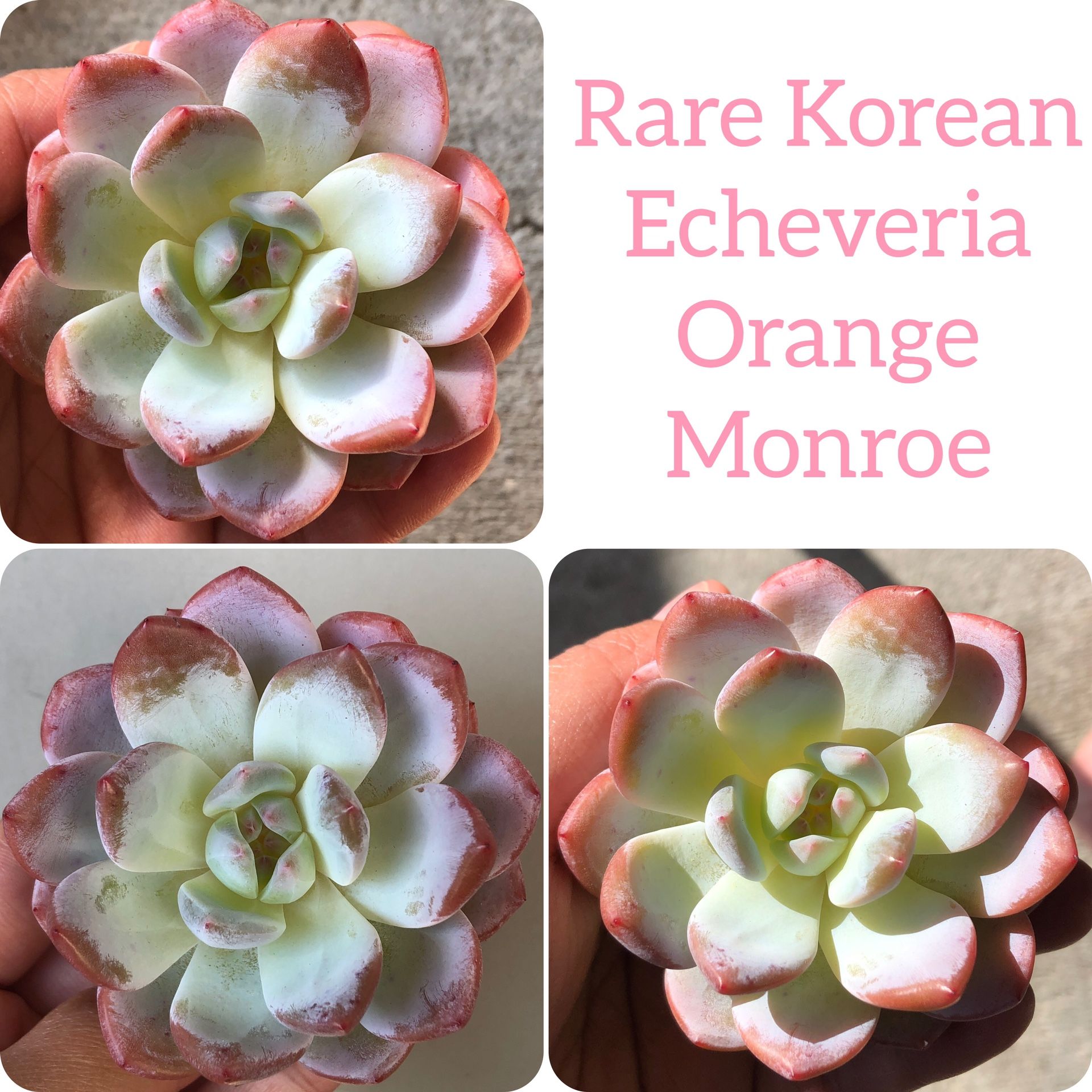 Rare Korean Echeveria Orange Monroe Succulent