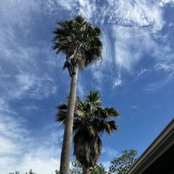 Palm Trees Trimming 🌴