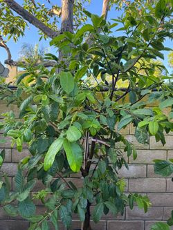 Thai Ruby seedless Guava