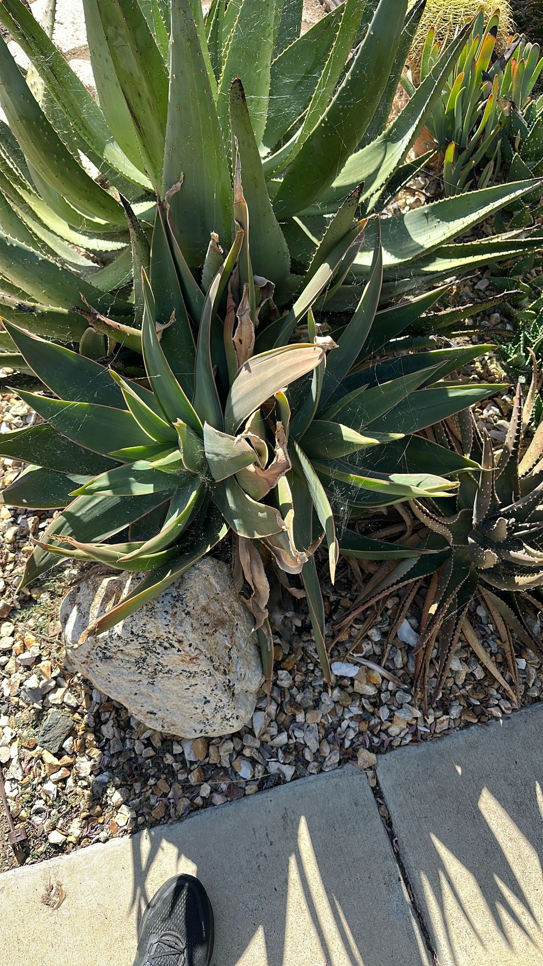 Double Headed Aloe Striata Succulent