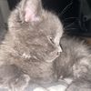 Bernardo