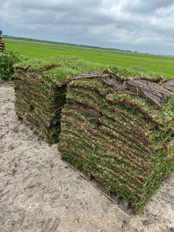 Grass for Sale