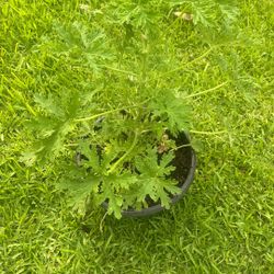 Mosquito Plant ,citronella 