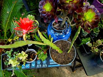 SUNDAY HUGE PLANT SALE IN SAN LORENZO..4 TO $20