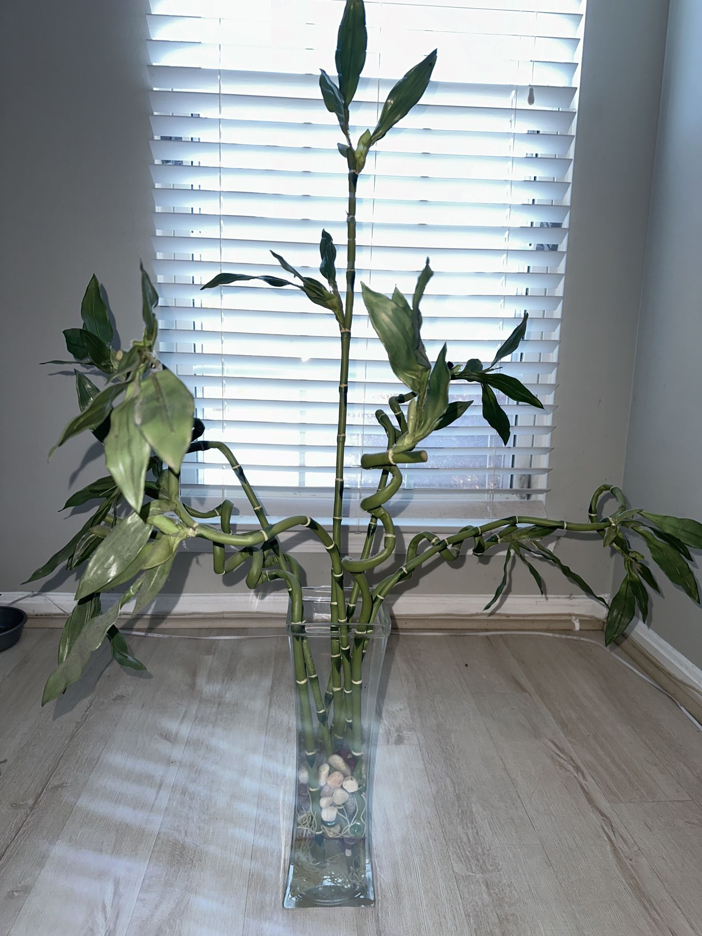 Bamboo Plant Decor
