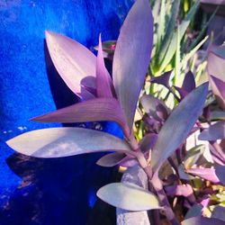 Purple Heart Succulent Cuttings 💜🌿