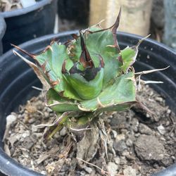 Agave Titanota Black And Blue