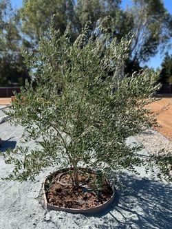 Fruitless olive tree