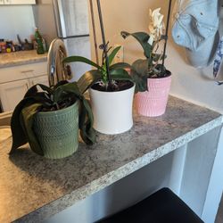 3 Pots With Flowers 