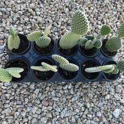 Opuntia Microdasys Plant