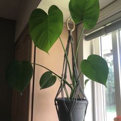 Beautiful House Plant