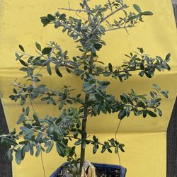 Bonsai Plants For Sale $50 Each