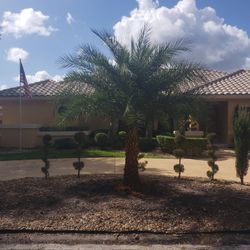 Palm