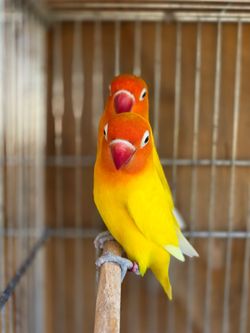 Birdcages
