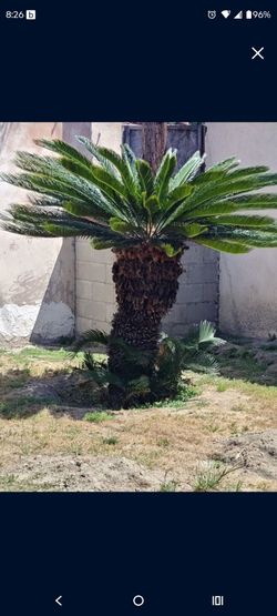 Palm