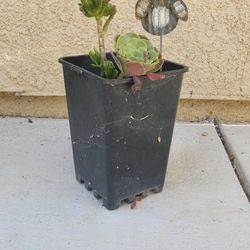 Tree Succulents Plants Pots