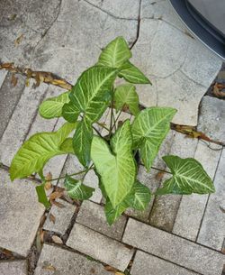 White Butterfly Arrowhead Plant 