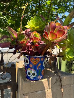 Pretty Plants