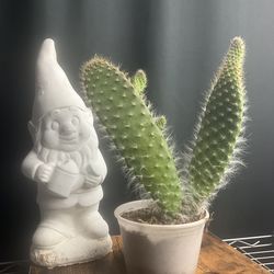 Cacti gnome tools