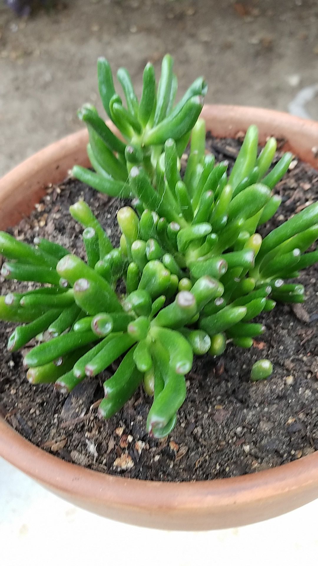 Succulent-baby toes