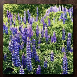 Lupin - METAL PHOTO TILE 