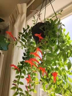 Dancing Dolphins Plant 