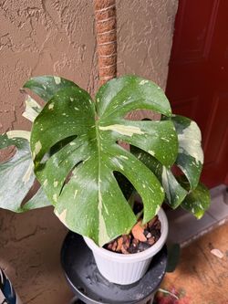 Monstera Thai Constellation',
